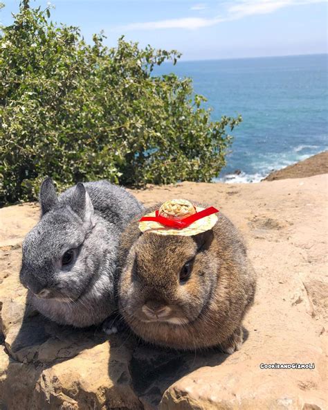 beachside bunnies|beachside bunnies videos.